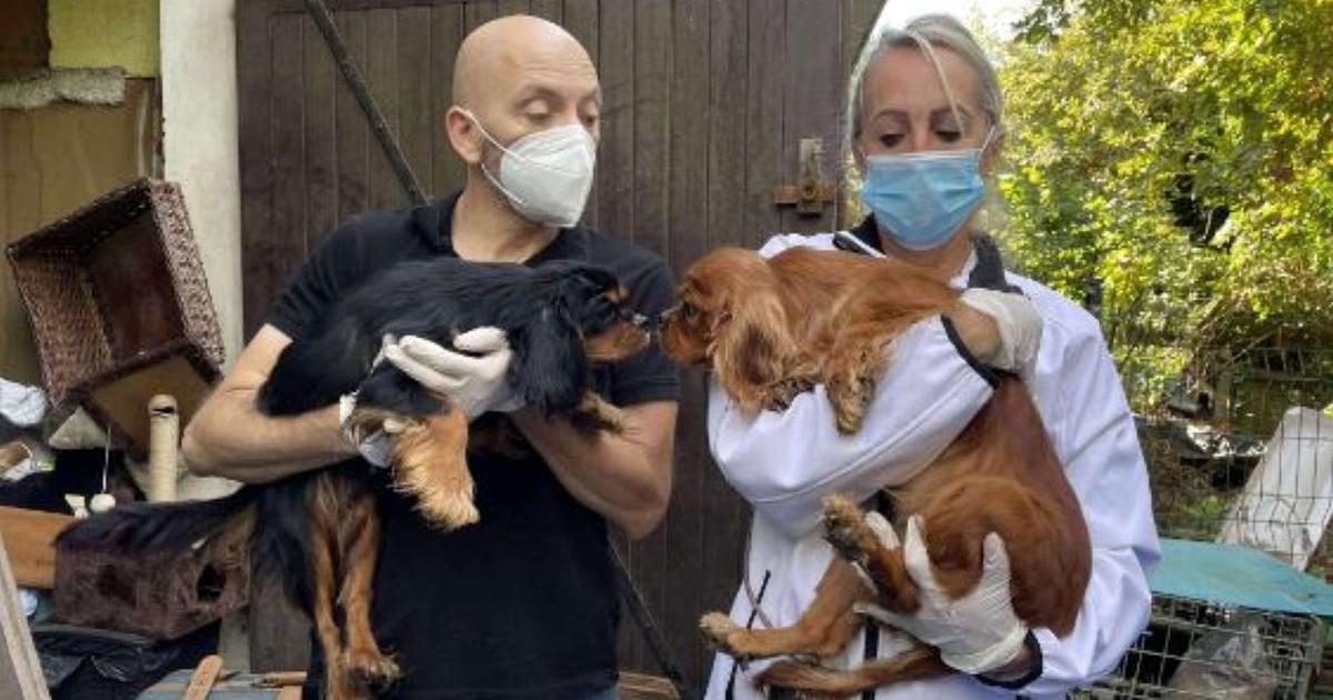 Arcachon : tortues, perroquets, chiens et chats... 21 animaux Ã©levÃ©s dans Â«des conditions...