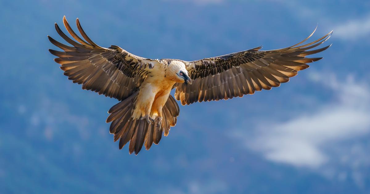 «Il a été traité comme le pire des délinquants» : un berger condamné pour avoir tué les vautours qui menaçaient ses brebis