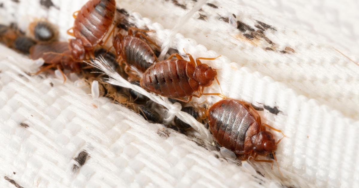ARS がトコジラミに対する意識を高めるための家「Oh Punaise」を開設