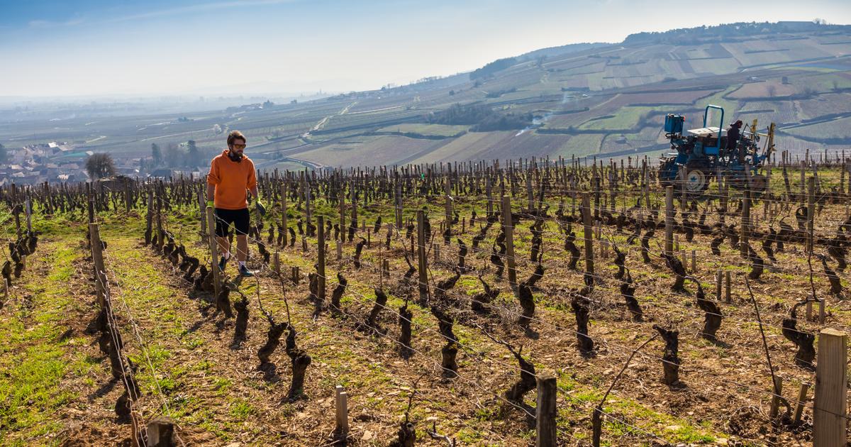 Devenir vigneron : les appellations dans lesquelles acheter une propriÃ©tÃ© viticole
