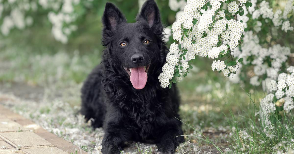 Nouvelle-Zélande : les animaux de compagnie ont désormais droit à leur vin sans alcool