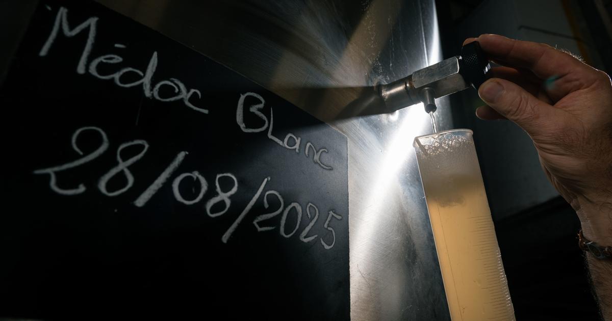 «L’avènement d’une nouvelle couleur» : le Médoc, l’une des plus régions viticoles les plus prestigieuses de France, passe officiellement au vin blanc