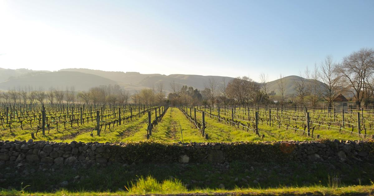 «On est au fond du trou» : le vignoble californien frappé à son tour par la crise du vin
