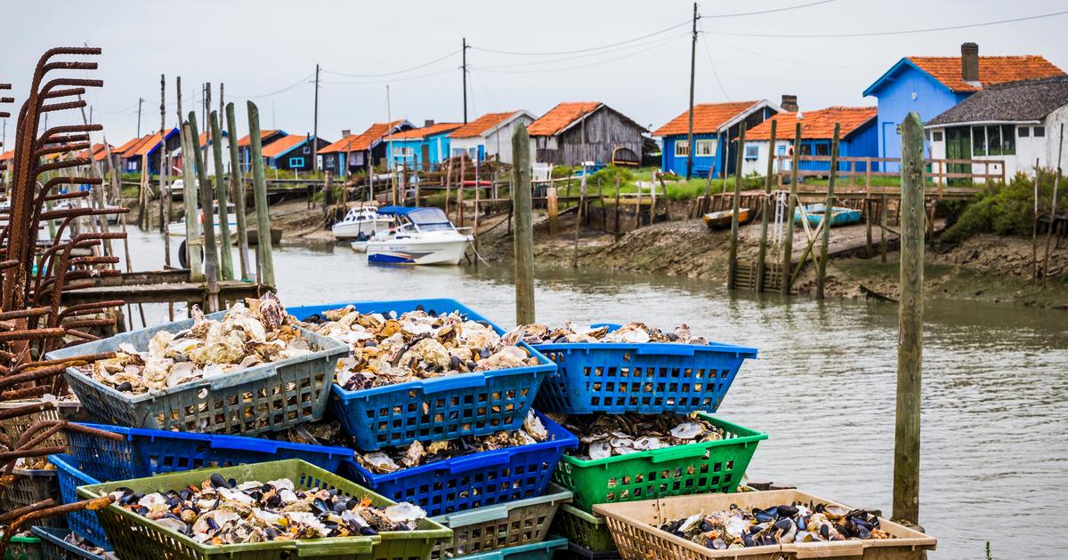 «C’est politique» : des cargaisons de moules britanniques refoulées aux frontières françaises