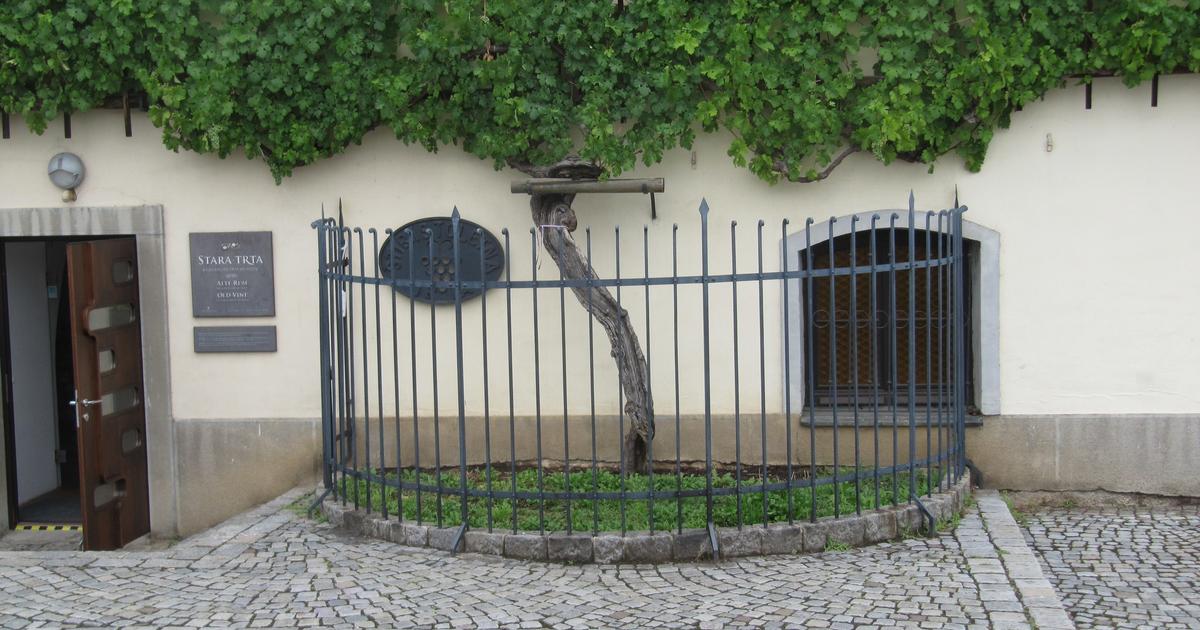 «C’est un véritable miracle» : à 450 ans, la plus vieille vigne du monde est encore en production