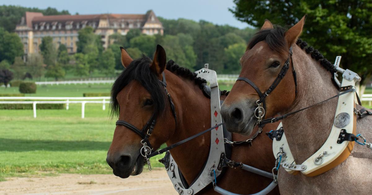 DÃ©mantÃ¨lement dâ€™un trafic international de chevaux de trait entre la France et la...