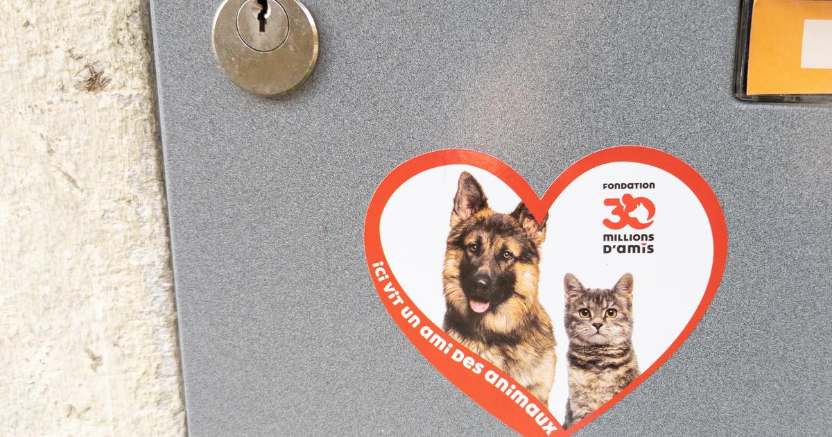 «Thésaurisation excessive», activité «modeste»... La gestion de la Fondation 30 millions d'amis étrillée par la Cour des comptes