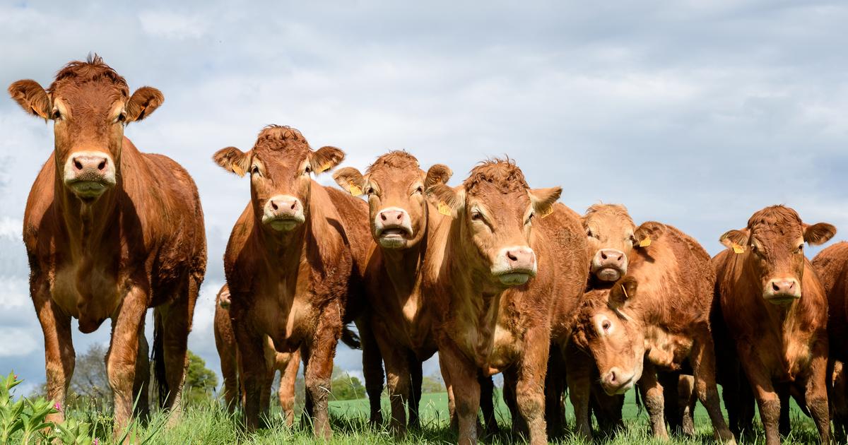 94 foyers touchés, 2600 vaches abattues… La dermatose bovine gagne du terrain en France