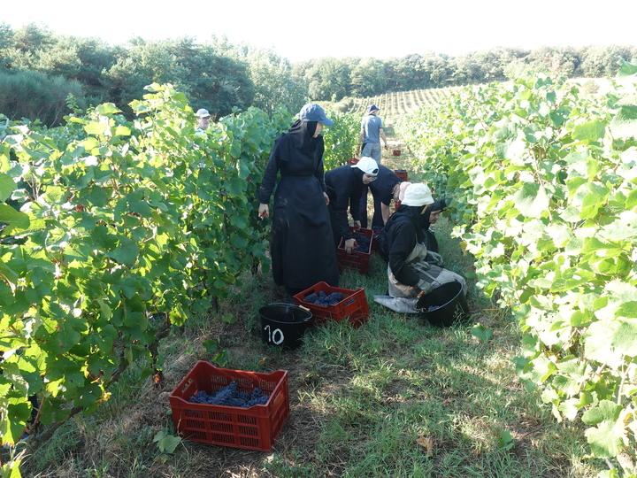 «La viticulture monastique s’inscrit dans une longue tradition en France» : dans le Gard, des sœurs produisent du vin bio depuis plus de 30 ans