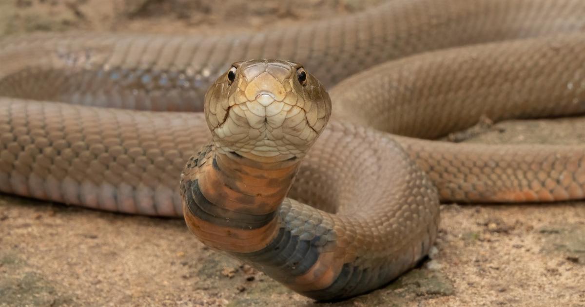 Â«Une rÃ©ussite remarquableÂ»: des chercheurs mettent au point un anti-venin de serpent...
