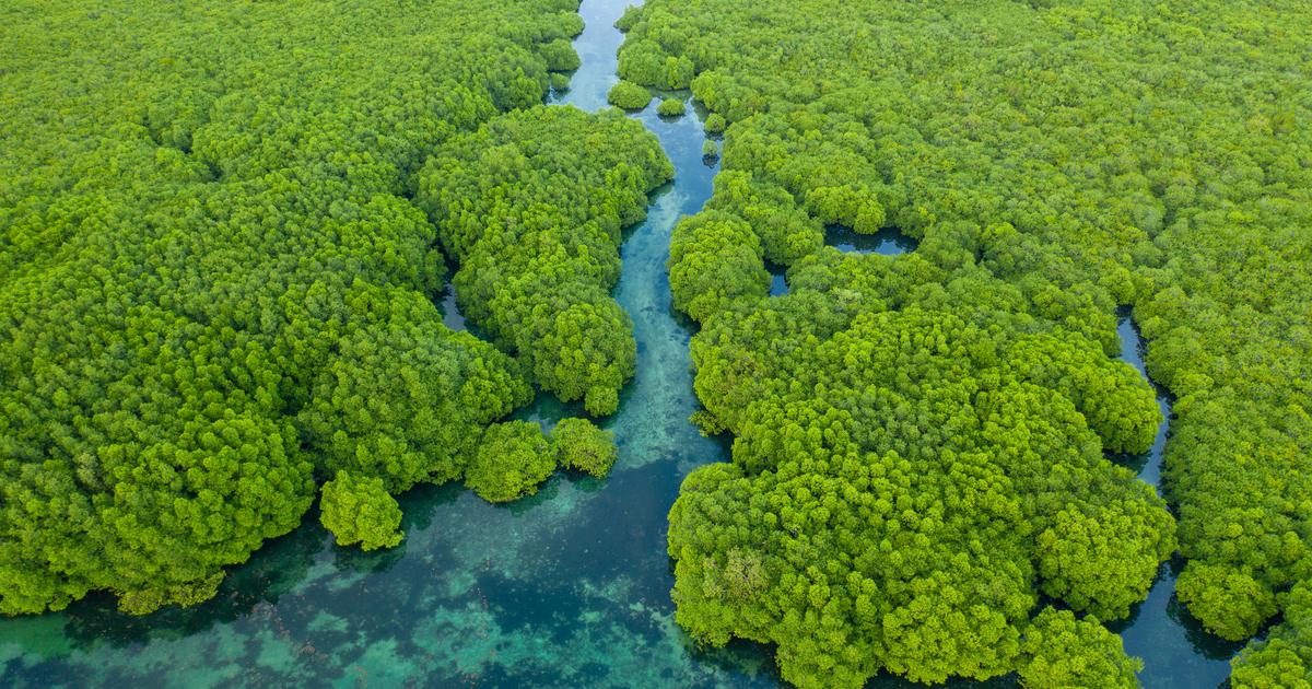 BrÃ©sil : la dÃ©forestation de lâ€™Amazonie a chutÃ© de 11% sur un an, selon le...
