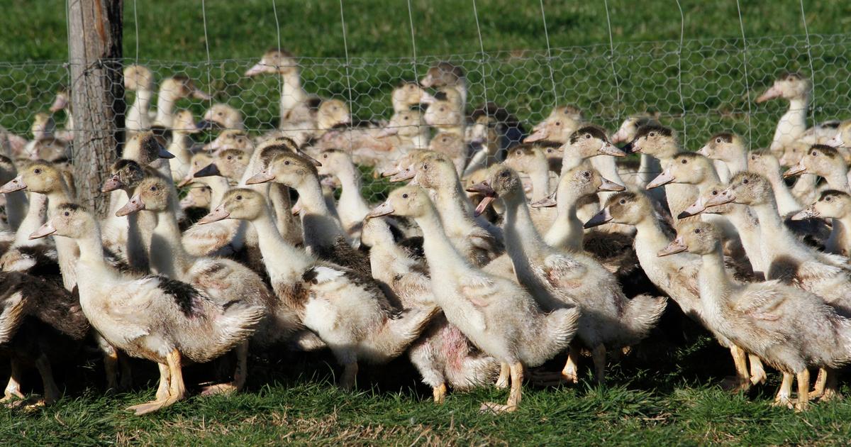 Avec le retour de la grippe aviaire, les éleveurs de canards et poulets plus que jamais sur leurs gardes