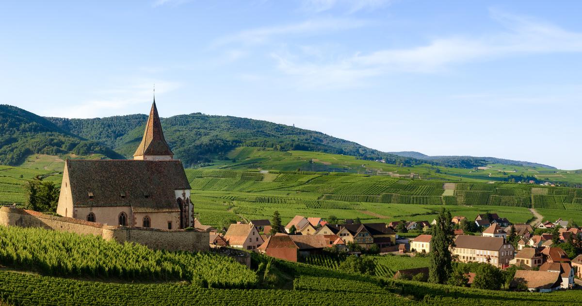 Plus vieille cave coopérative de France, la Cave de Ribeauvillé fête ses 130 ans et mise plus que jamais sur le vin blanc