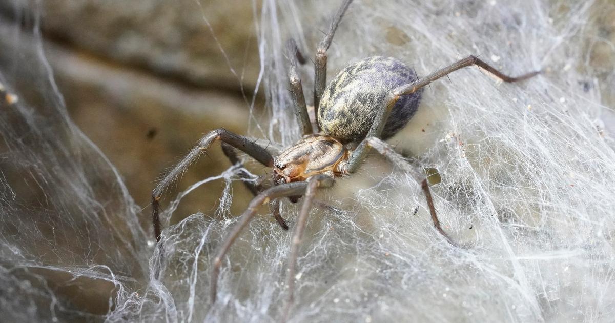 La plus grande toile au monde, abritant des dizaines de milliers dâ€™araignÃ©es, a Ã©tÃ©...
