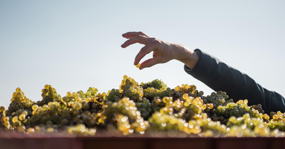 «Vin de France» et cépages non-bordelais : au château d’Issan, un vin blanc expérimental