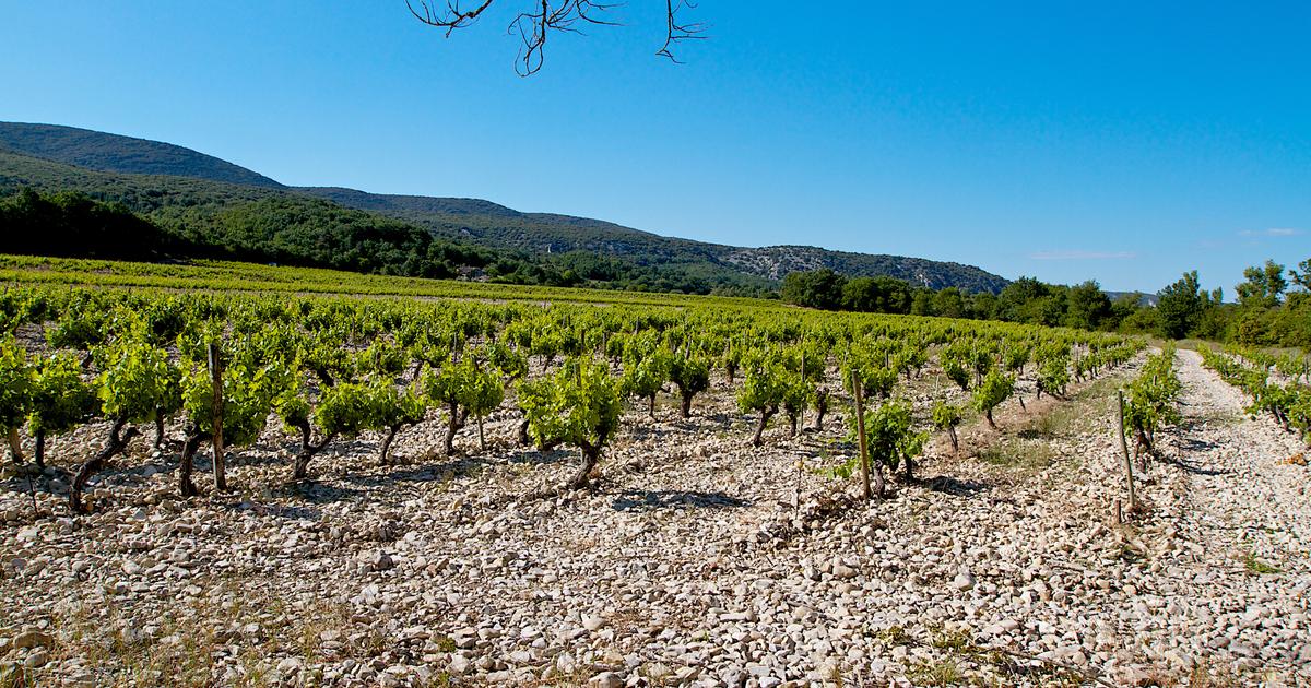 Ces 10 vins d’Ardèche dignes des grandes appellations de la vallée du Rhône, à partir de 11 euros