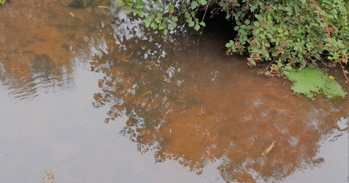Une association de pêcheurs réclame 650 000 euros à deux éleveurs accusés d’avoir pollué un cours d’eau