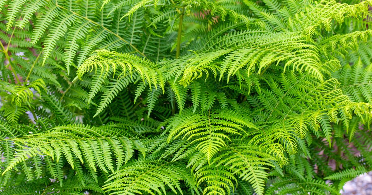 «Rien n’attaque les fougères» : pourquoi cette affirmation est absolument fausse