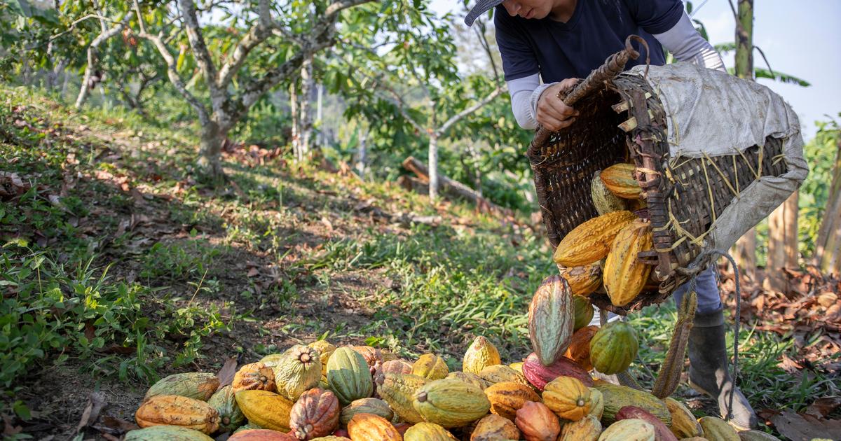 La facture mondiale des importations alimentaires devrait grimper de 8% en 2025, selon la FAO