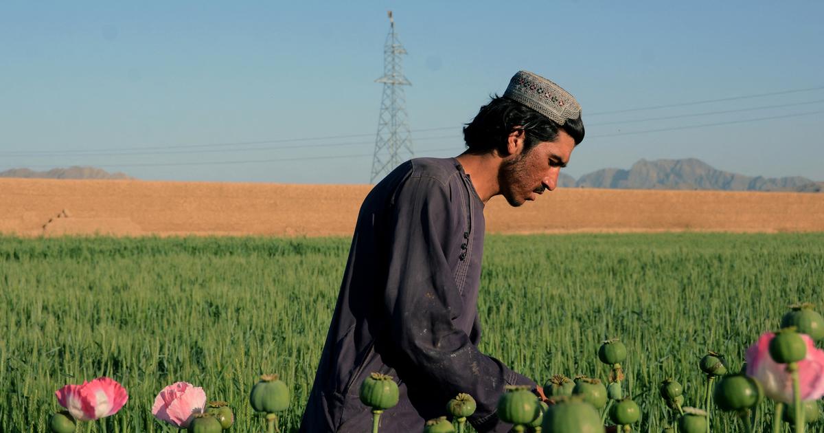 Comment la CIA a secrÃ¨tement sabotÃ© des milliards de graines de pavot en Afghanistan