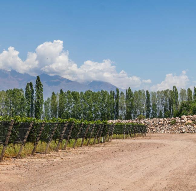 «Nous cherchons à créer des vins identitaires» : comment le domaine Zuccardi est devenu l’un des vins argentins les plus recherchés