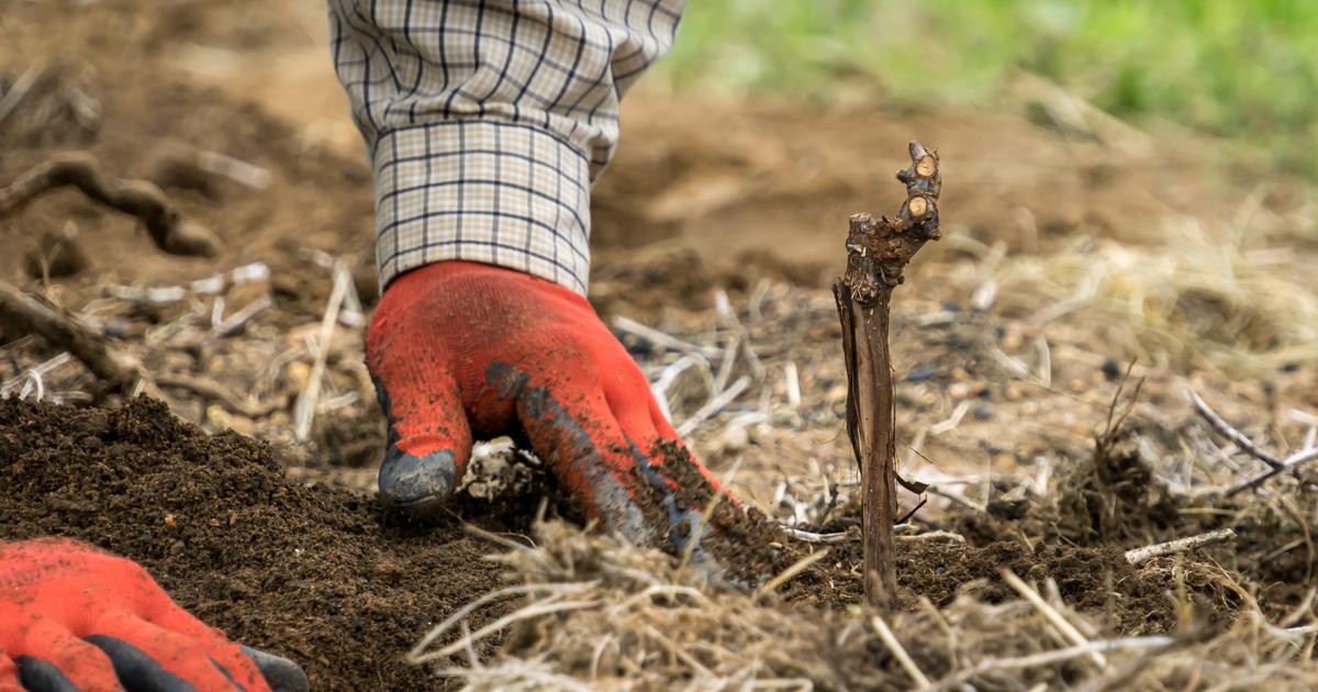 «Il est dans l’ombre, mais il a un effet» : le porte-greffe, sauveur du vin français depuis 150 ans