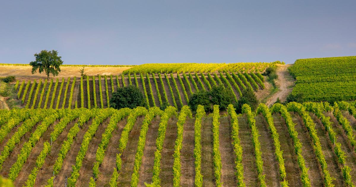 «J’ai retrouvé ma chatte empalée» : victimes d’intimidations quotidiennes, trois femmes vivent un enfer dans leur vignoble bordelais