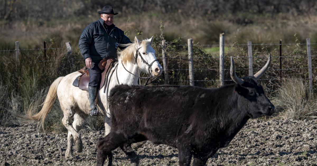 «Ce sont des traditions séculaires et l’âme d’un pays qui pourraient disparaître» : faute d’assurance, les fêtes taurines fragilisées