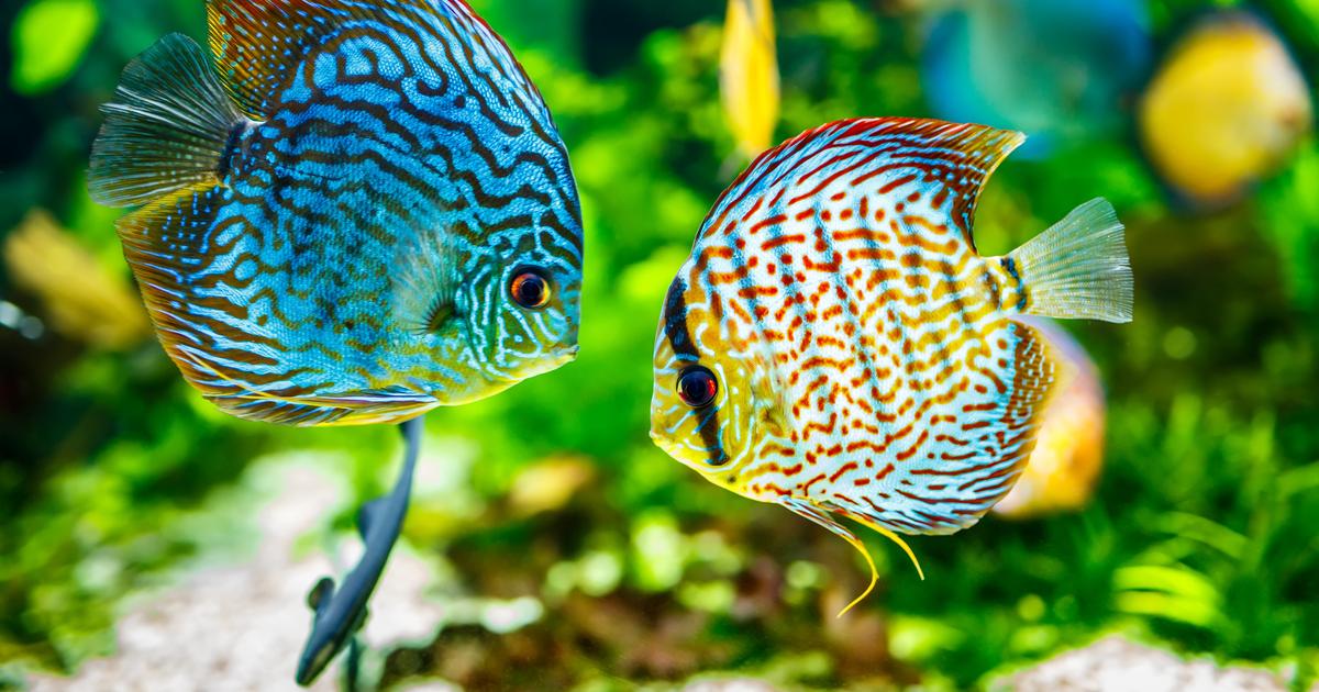 Poisson Geant 22.000 euros d’impayés, un aquarium géant et des poissons exotiques à ...