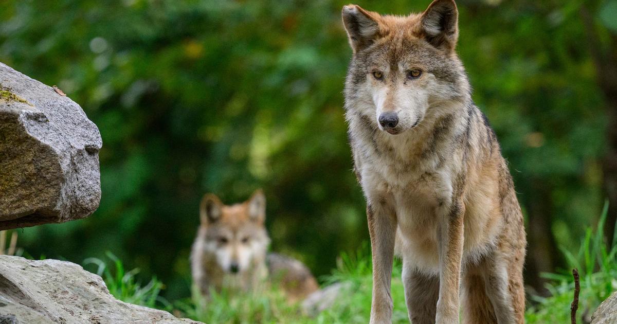 Aux portes de Paris, le loup se rapproche peu à peu des grandes villes