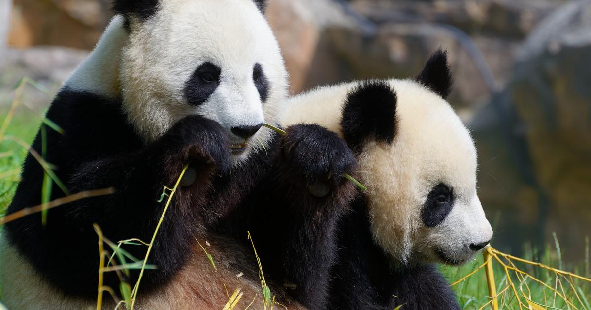 «Ils ont généré une notoriété incroyable» : comment l’«effet panda» a transformé le zoo de Beauval