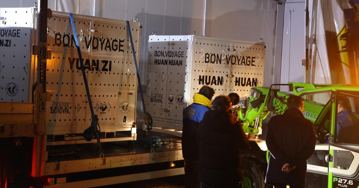 Les pandas du zoo de Beauval font leur grand départ : les coulisses de ce voyage historique