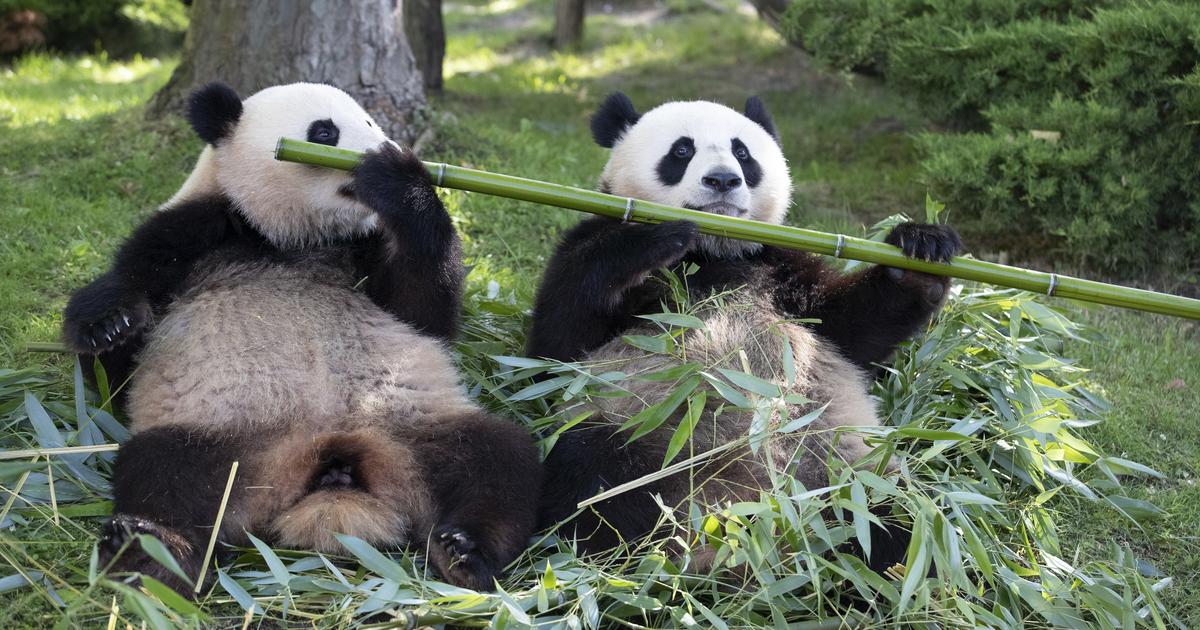 Quiz : amoureux des pandas du zoo de Beauval, testez vos connaissances !