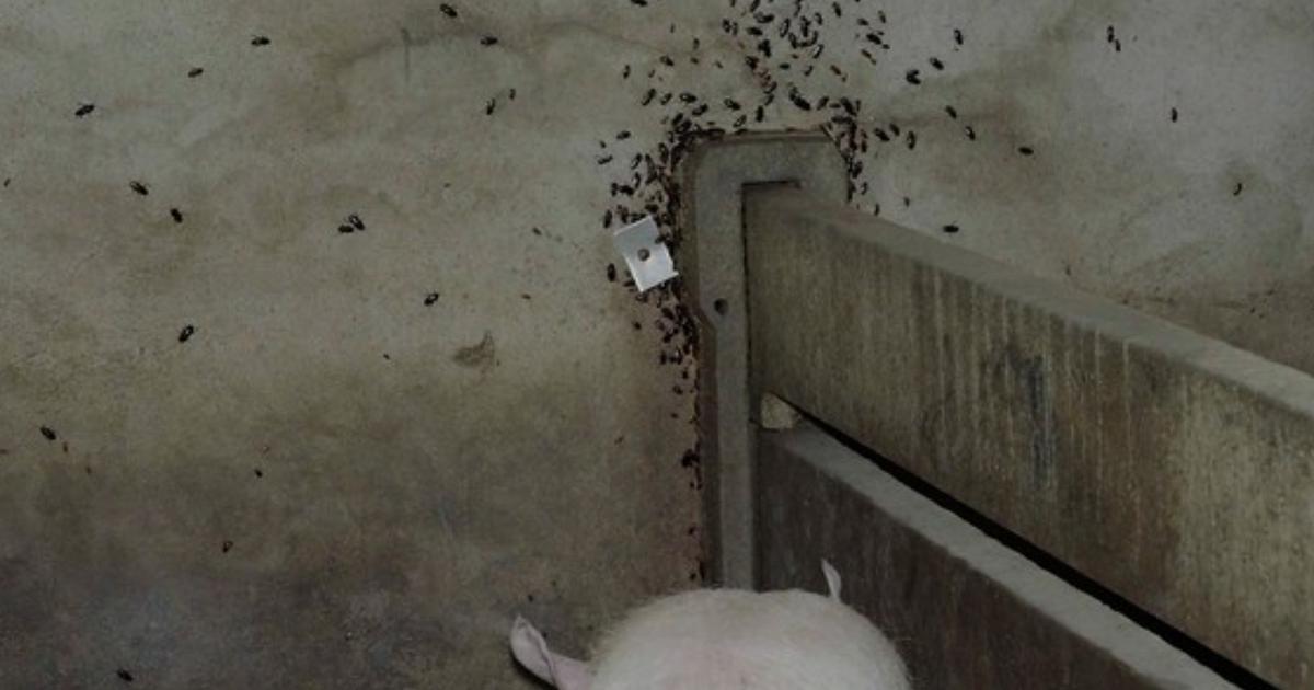 Cochons agonisants, cafards... L'un des plus gros Ã©levages porcins de Bretagne et Carrefour...