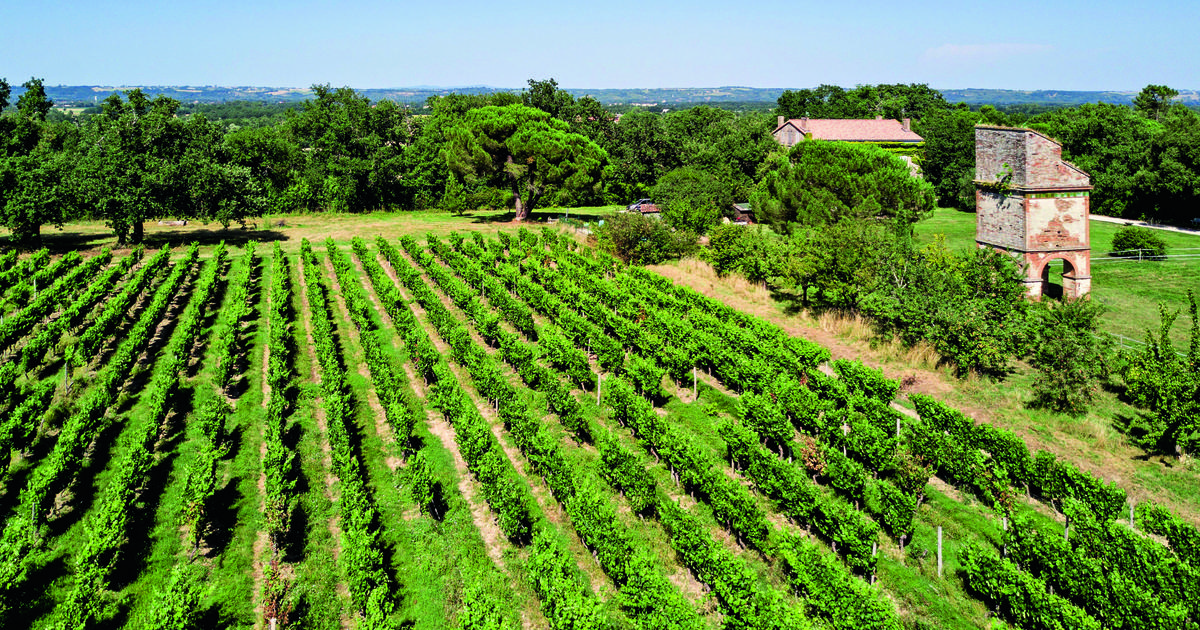 «Des vins aromatiques, souples, et originaux» : à Fronton, une appellation singulière à découvrir