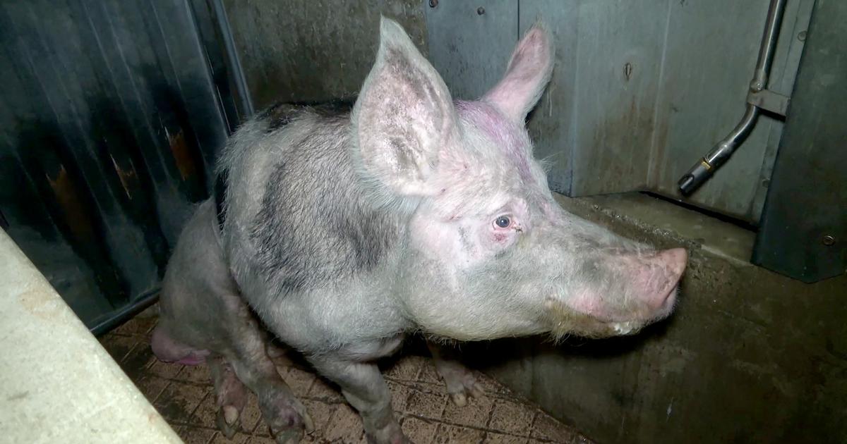 L214 porte plainte contre Carrefour et deux Ã©levages porcins de Bretagne