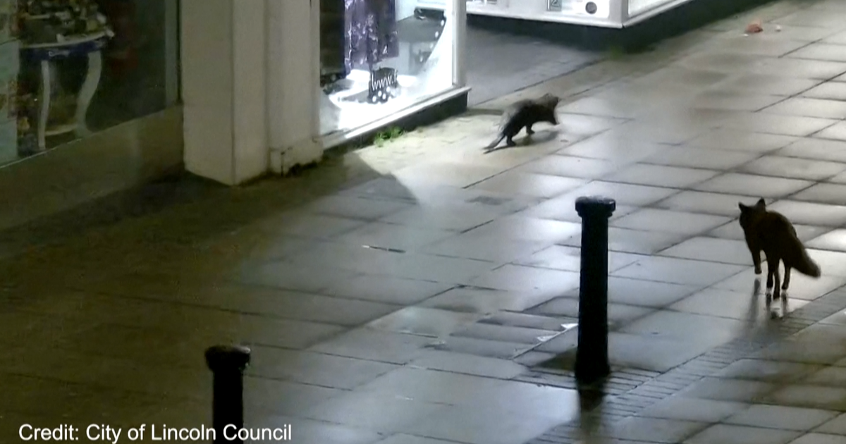 Royaume-Uni: les images de lâ€™Â«improbable amitiÃ© naissanteÂ» entre une loutre et un...