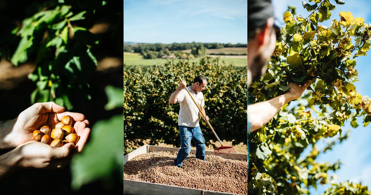 «Les écolos l’ont tuée»: la filière de la noisette française au bord du gouffre, sacrifiée sur l’autel d’une «idéologie dogmatique»