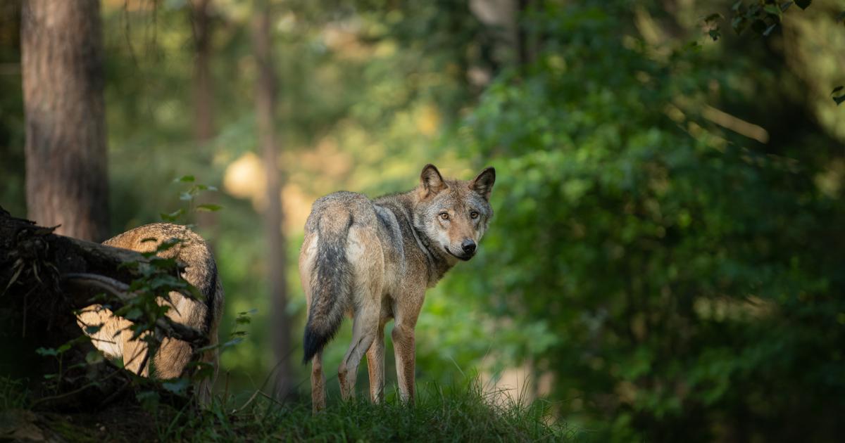 Inde : des drones pour traquer les loups tueurs d’enfants dans la ville de Bahraich, minée par la peur