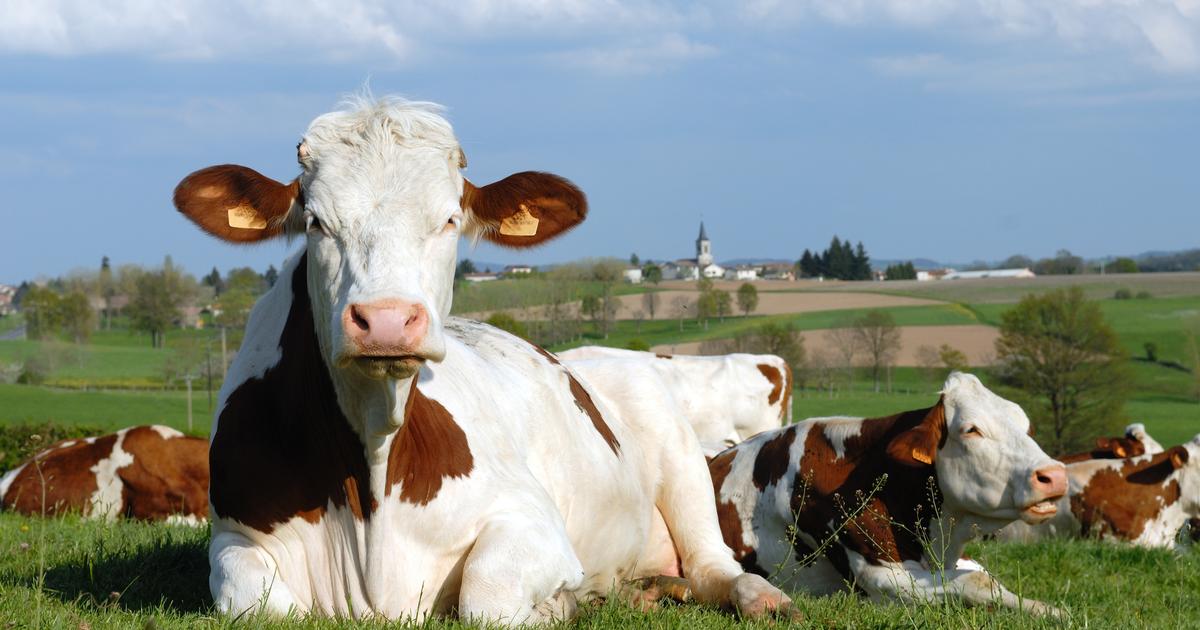 Doubs : un agriculteur appelle à manifester devant sa ferme pour sauver ses vaches de l’abattoir, 175 gendarmes déployés