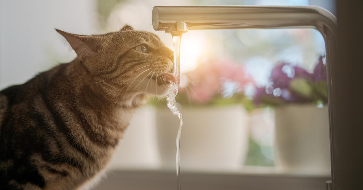 Lâ€™eau chaude du robinet est-elle dangereuse pour la santÃ© ?