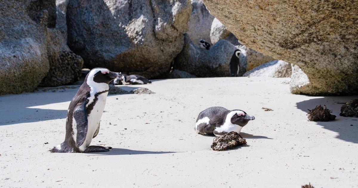 Afrique du Sud : les manchots du Cap victimes d'une famine de masse