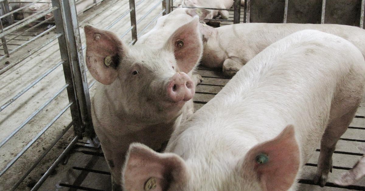 Image liée à l’épidémie de peste porcine africaine en Catalogne