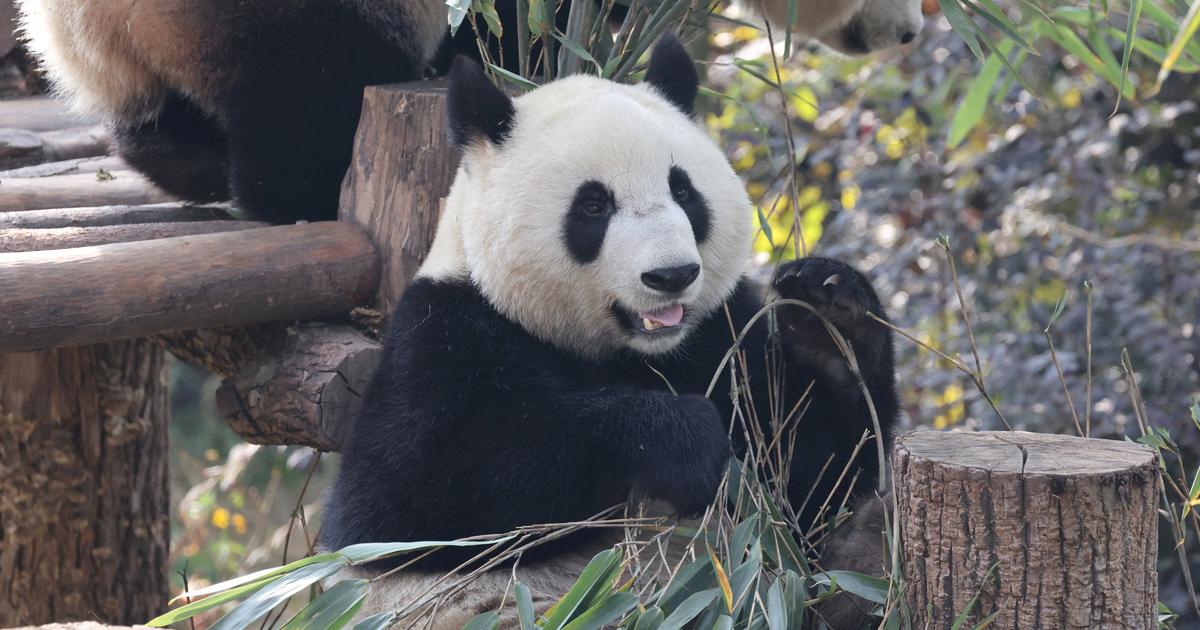 Le Zoo de Beauval recevra de nouveaux pandas de Chine dâ€™ici 2027 Â«au plus tardÂ»