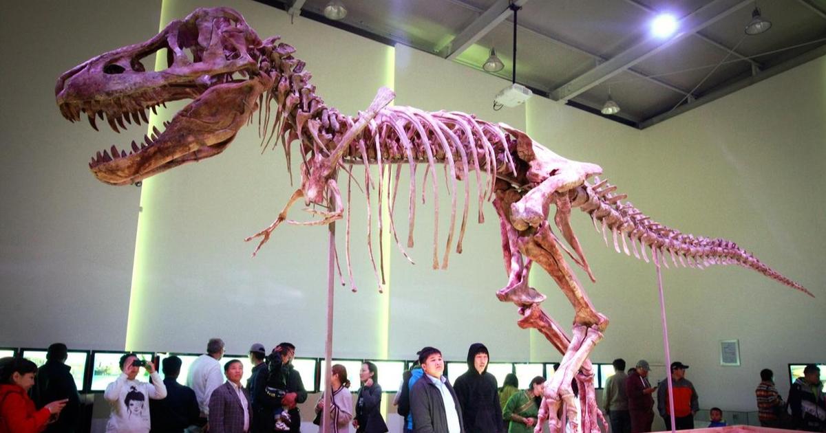 Des fossiles de dinosaures au cÅ“ur de juteux traficsÂ :Â comment les douaniers traquent les...