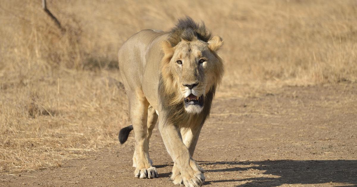 Â« Ils ont ressuscitÃ© aprÃ¨s avoir frÃ´lÃ© lâ€™extinction Â» : le retour...