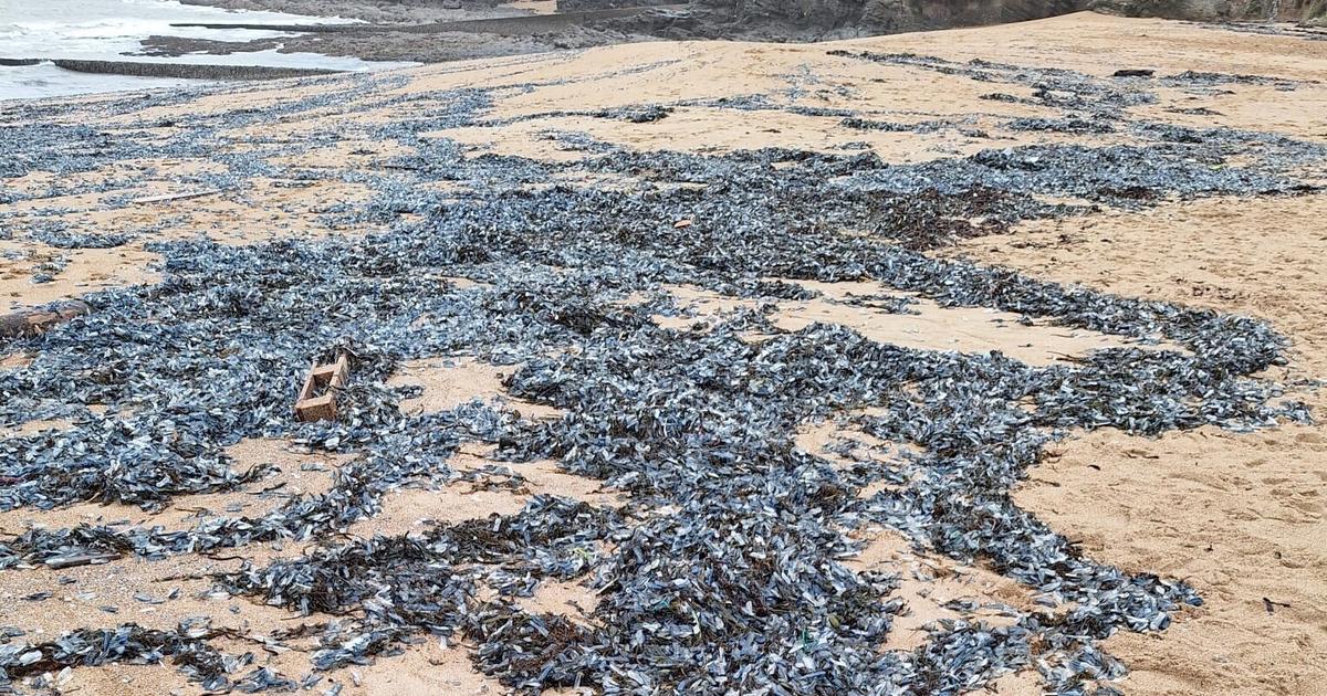 La Baule, La Turballeâ€¦ Les plages de Loire-Atlantique envahies de vÃ©lelles et de physalies