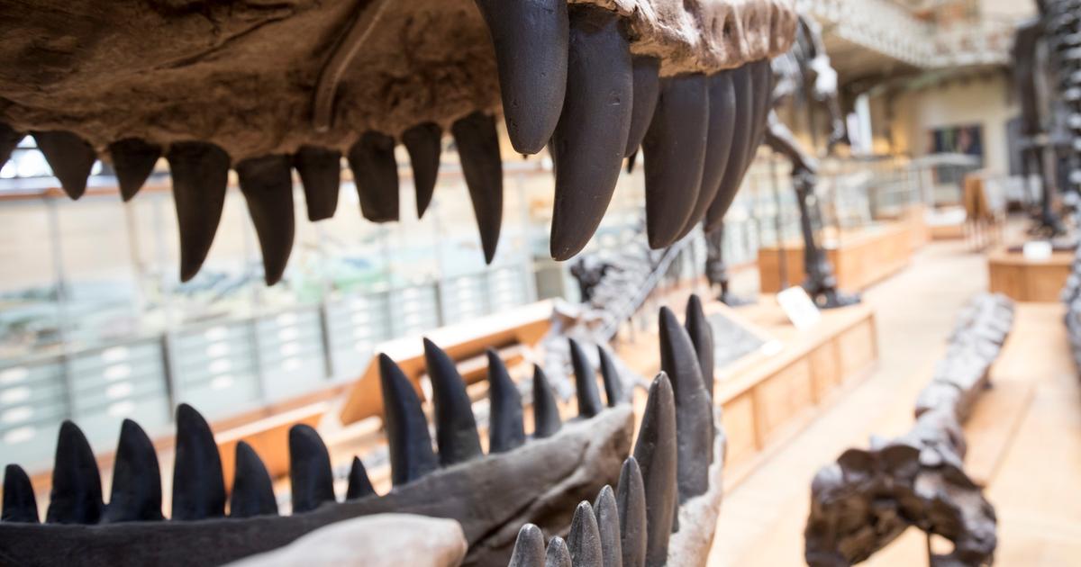 Plus de 16 000 empreintes de dinosaures recensées sur un site en Bolivie, un record