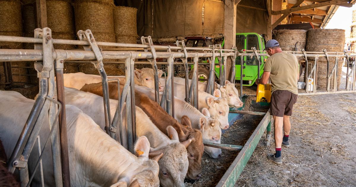 Dermatose : suivre lâ€™Ã©volution de la maladie en carte et ses graves consÃ©quences sur...