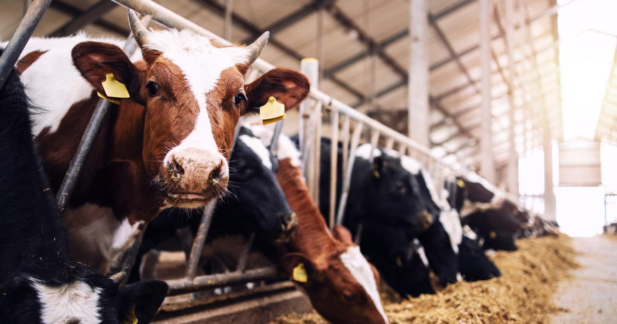 Dermatose nodulaire contagieuseÂ : lâ€™abattage systÃ©matique est-il rÃ©ellement...